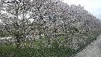 ochiai4-20250429173219.jpg
