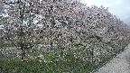 ochiai4-20250429175220.jpg