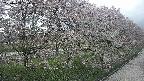 ochiai4-20250429180221.jpg
