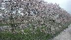 ochiai4-20250429181234.jpg