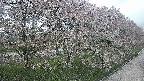 ochiai4-20250429182223.jpg