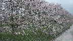ochiai4-20250429183223.jpg