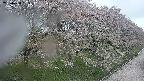 ochiai4-20250430065158.jpg