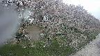 ochiai4-20250430072157.jpg