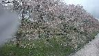 ochiai4-20250430091159.jpg