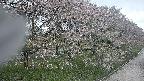ochiai4-20250430094214.jpg