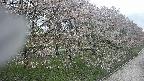 ochiai4-20250430103222.jpg