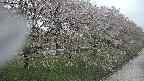 ochiai4-20250430111221.jpg