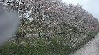 ochiai4-20250430120225.jpg