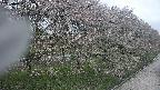 ochiai4-20250430121309.jpg