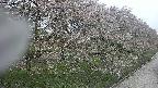 ochiai4-20250430124230.jpg