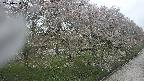 ochiai4-20250430130154.jpg