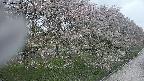 ochiai4-20250430131213.jpg