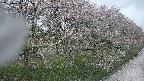 ochiai4-20250430132157.jpg