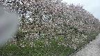 ochiai4-20250430133207.jpg