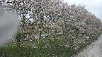 ochiai4-20250430134201.jpg