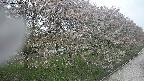 ochiai4-20250430143223.jpg