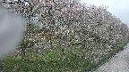 ochiai4-20250430144200.jpg