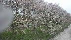 ochiai4-20250430145212.jpg