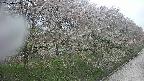 ochiai4-20250430153207.jpg