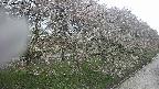 ochiai4-20250430154220.jpg