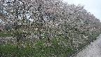 ochiai4-20250430162214.jpg