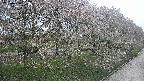 ochiai4-20250430163221.jpg