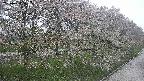 ochiai4-20250430173210.jpg