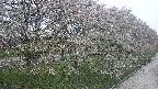 ochiai4-20250430175222.jpg