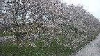 ochiai4-20250430180221.jpg