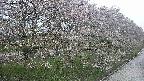 ochiai4-20250430181236.jpg
