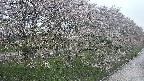 ochiai4-20250430182230.jpg