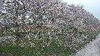 ochiai4-20250430183230.jpg