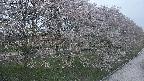 ochiai4-20250430184218.jpg