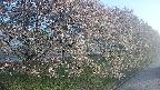 ochiai4-20250501052056.jpg