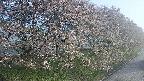 ochiai4-20250501053057.jpg