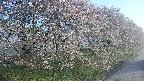 ochiai4-20250501054056.jpg