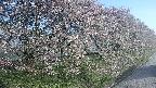 ochiai4-20250501055058.jpg