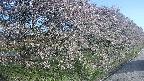 ochiai4-20250501061056.jpg