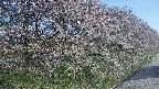 ochiai4-20250501062056.jpg