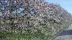 ochiai4-20250501063057.jpg