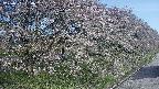 ochiai4-20250501064057.jpg