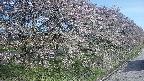 ochiai4-20250501065058.jpg