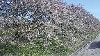 ochiai4-20250501071056.jpg