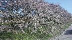 ochiai4-20250501072058.jpg