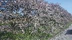 ochiai4-20250501073058.jpg