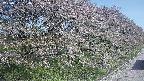 ochiai4-20250501074058.jpg