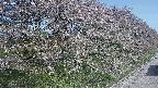 ochiai4-20250501075058.jpg