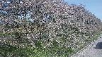 ochiai4-20250501080056.jpg