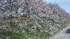 ochiai4-20250501081058.jpg